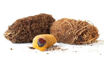 larva and pupa of red weevil, an insect that eats palm trees