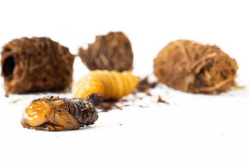 portrait red weevil pupa, larva and cocoon