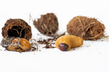 portrait red weevil pupa, larva and cocoon