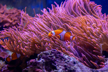 Clownfish swimming among vibrant purple anemones in a serene aquarium setting