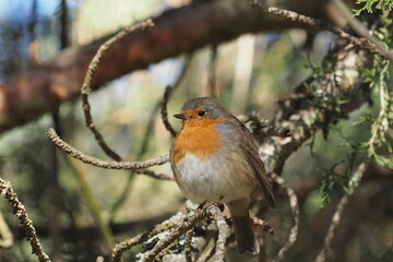 beautiful european robin on a branch