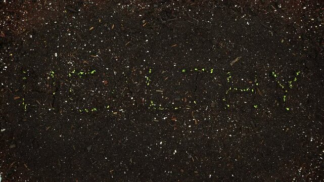 Real living word HEALTHY emerging from the layer of soil as broccoli seeds sprouts and growing in time lapse - full length