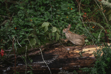 rabbit on a log in the grass