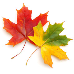 Obraz premium Autumnal Japanese maple leaf background with vibrant sunlight