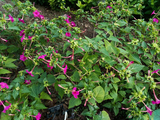 Four o'clock flowers or often known as murabilis flowers grow in gardens. These flowers are useful as a medicine for cancer and burns because they contain alkaloids, flavonoids, saponins, triterpenoid