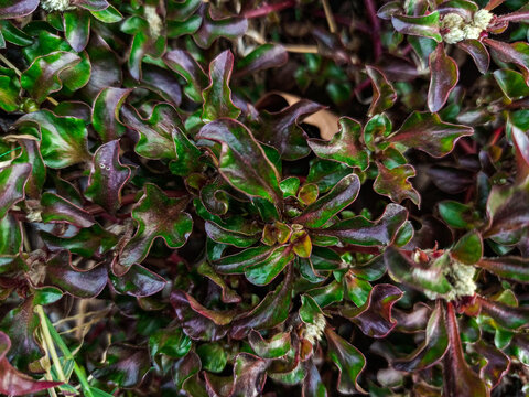 Alternanthera Joy Weed Calico plant Red weed grows on fertile soil, a unique plant with red leaves mixed with dark green