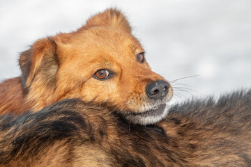 two dogs, one dog put his head on the other's back