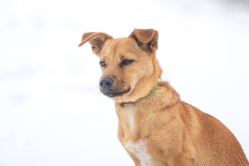 small brown dog in winter on a background of snow