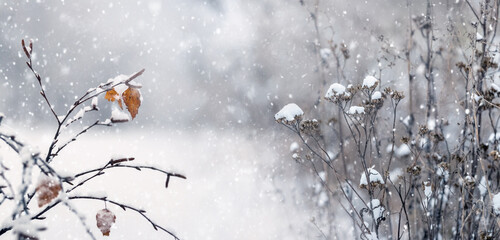 snow-covered tree branches with dry leaves and thickets of dry grass in the forest during snowfall