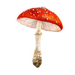 Watercolor mushroom. Botanical illustration with Fly agaric, amanita red mushroom