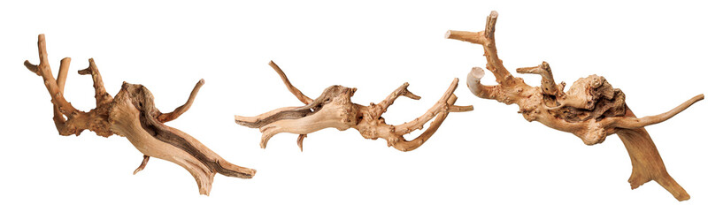 set old dry driftwood tree branch on an isolated white background close-up