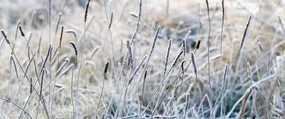 grass covered with frost in a meadow in winter, winter background