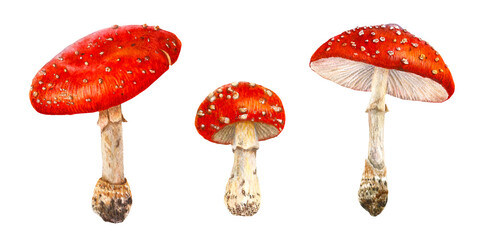 Obraz premium Watercolor mushrooms set. Botanical illustration with Fly agaric, amanita red mushroom