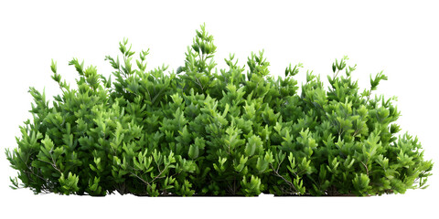 Fototapeta premium Bush of small green leaves, transparent background, PNG element