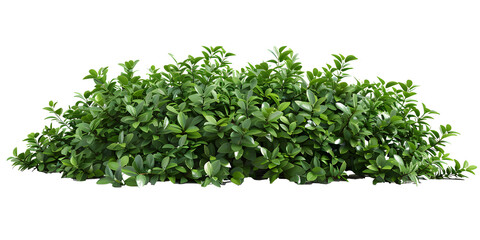 Fototapeta premium Bush of small green leaves, transparent background, PNG element