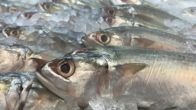 row fresh Indian Mackerel fish on ice in the market