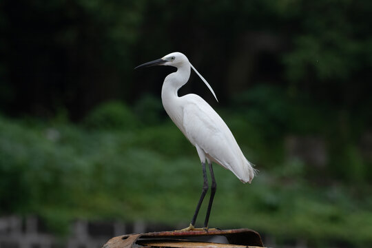 little egret or Egretta garzetta, a species of small heron, observed at Sasoon docks in Mumbai, Maharashtra, India