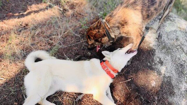 Young dogs in the forest walking.