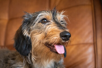 Closeup of a wire-haired dachshund dog sitting in a brown armchair. He is very attentive and has his tongue out illuminated by a soft and warm natural light. He is a very beautiful purebred dog.