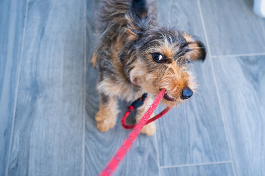 A young dog bites and pulls hard on his walking leash in a friendly and overacting tender attitude. Top view on a neutral floor with copy space. It is a young dog of purebred dachshund