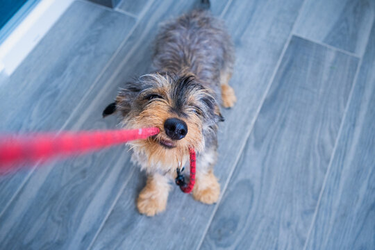 A small, young dachshund dog plays with his owner biting and pulling hard on his owner's walking leash in a friendly and tender attitude. top view portrait on a neutral floor with copy space