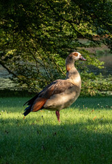 Bird duck wildlife park Den Haag Netherlands colourful farm
