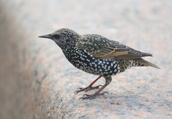 A mottled starling sits on a granite fence
