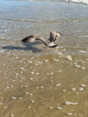 young seagull taking flight on the shore