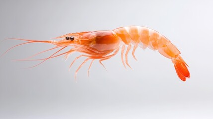 Red shrimp, gourmet shellfish, seafood cooking cuisine.