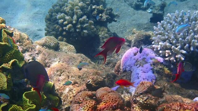Close-up of moving males of sea goldie or Goldfish scale-fin anthias, scientific name is Pseudanthias squamipinnis, it belongs to the family Serranidae, inhabits coral reefs of the Red Sea
