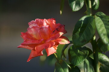 Obraz premium red rose flower