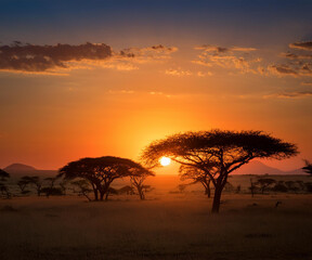 tramonto nella savana con alberi in silhouette e il sole che tramonta all'orizzonte