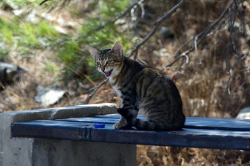 Gatito callejero en Kamari, isla de Santorini, Grecia