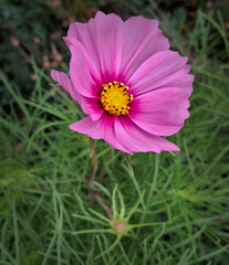 Obraz premium macro of vivid purple color flower in countryside