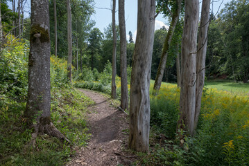 Forest path among dry trees