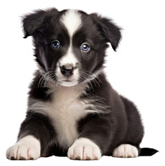 Obraz premium PNG Border Collie puppy mammal animal collie.