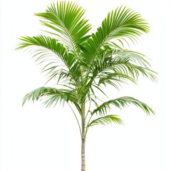 Fototapeta premium A palm tree with long, flowing fronds, tropical and beach vibes, isolated on white background