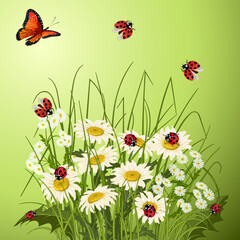 Green background with daisies and insects.Chamomile and insects on a colored background in vector illustration.