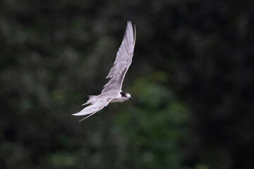 white-cheeked tern or Sterna repressa seen on Mumbai coast in Maharashtra, India