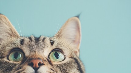 A close-up of a Korean cat's face, capturing its unique features and soft fur against a pale blue backdrop