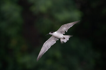 white-cheeked tern or Sterna repressa seen on Mumbai coast in Maharashtra, India
