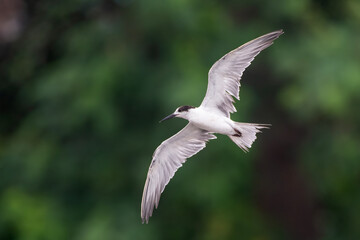 white-cheeked tern or Sterna repressa seen on Mumbai coast in Maharashtra, India