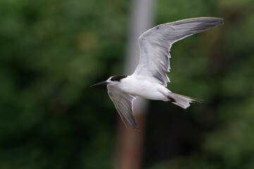 white-cheeked tern or Sterna repressa seen on Mumbai coast in Maharashtra, India