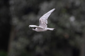 white-cheeked tern or Sterna repressa seen on Mumbai coast in Maharashtra, India