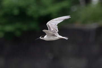 white-cheeked tern or Sterna repressa seen on Mumbai coast in Maharashtra, India
