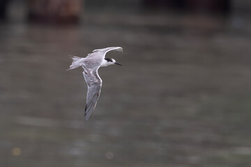 white-cheeked tern or Sterna repressa seen on Mumbai coast in Maharashtra, India
