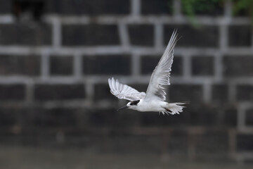 white-cheeked tern or Sterna repressa seen on Mumbai coast in Maharashtra, India