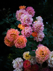Roses
