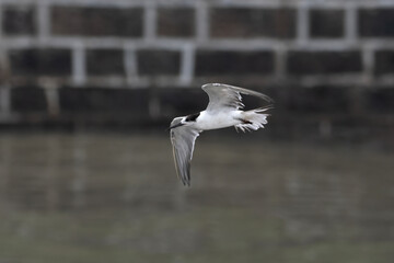 white-cheeked tern or Sterna repressa seen on Mumbai coast in Maharashtra, India