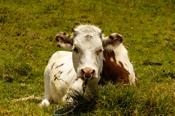 Vaca tierna y linda mirando y descansando en el pasto
